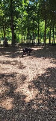 Creighton West Park Dog Park photo 2
